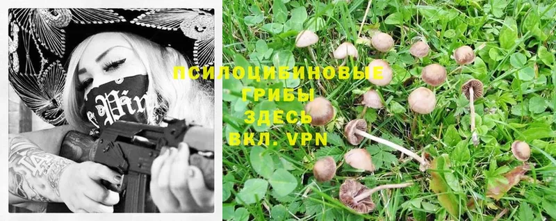 Псилоцибиновые грибы Magic Shrooms  Армянск 